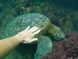 želva mořská Isabela