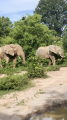 Safari v Národním parku Mole a sloni zhruba 50 metrů ode mě 