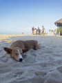 Volně pobíhající psi na Maranatha beach v regionu Ada 