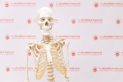 „Kostlivce“ před fotostěnu zapůjčil Ústav anatomie 2. LF.